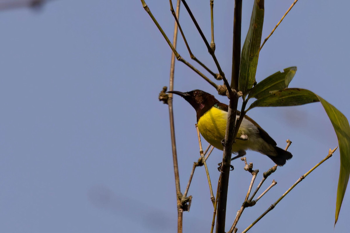 Purple-rumped Sunbird - ML646379406
