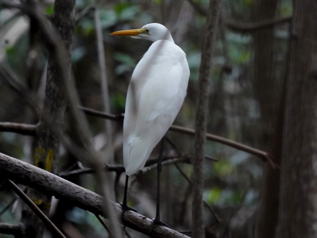 Snowy Egret - ML646379407