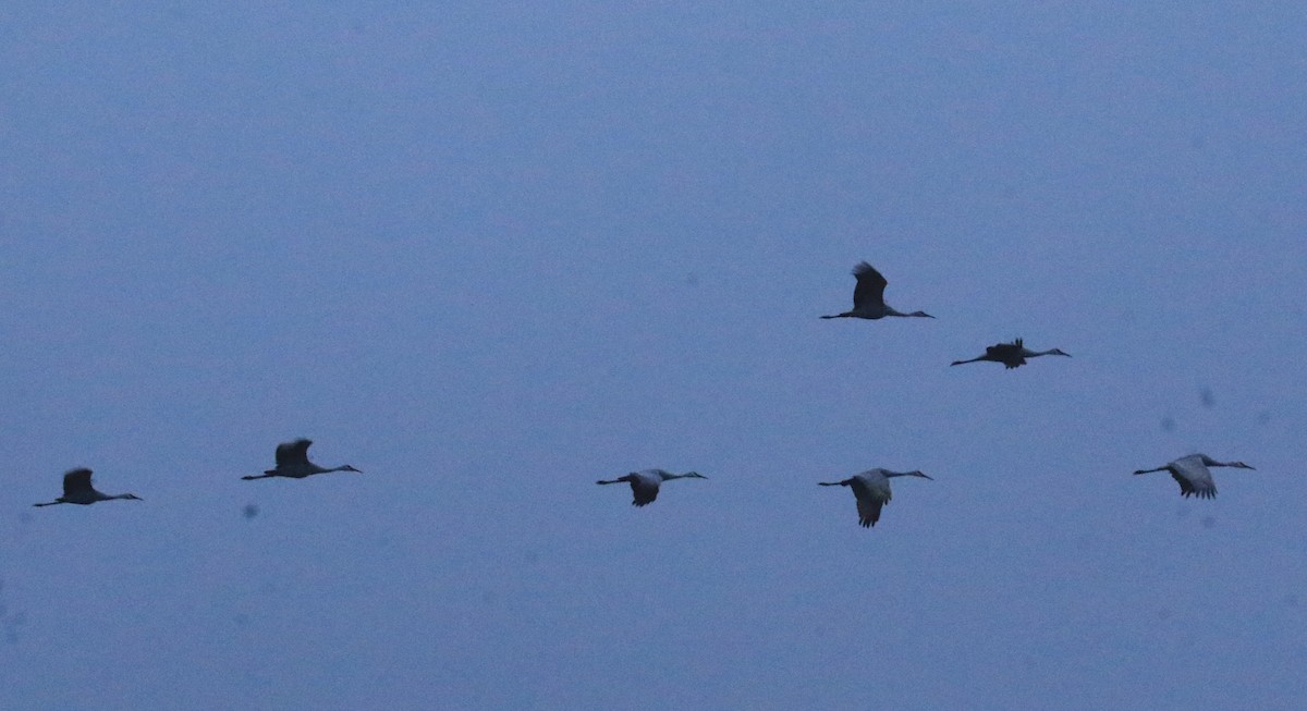 Sandhill Crane - ML646379408