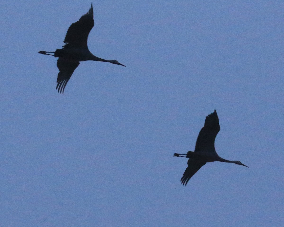 Sandhill Crane - ML646379409