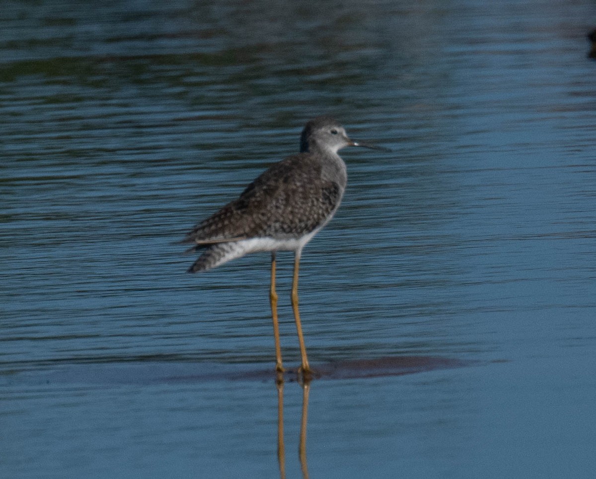 Lesser Yellowlegs - ML646379410