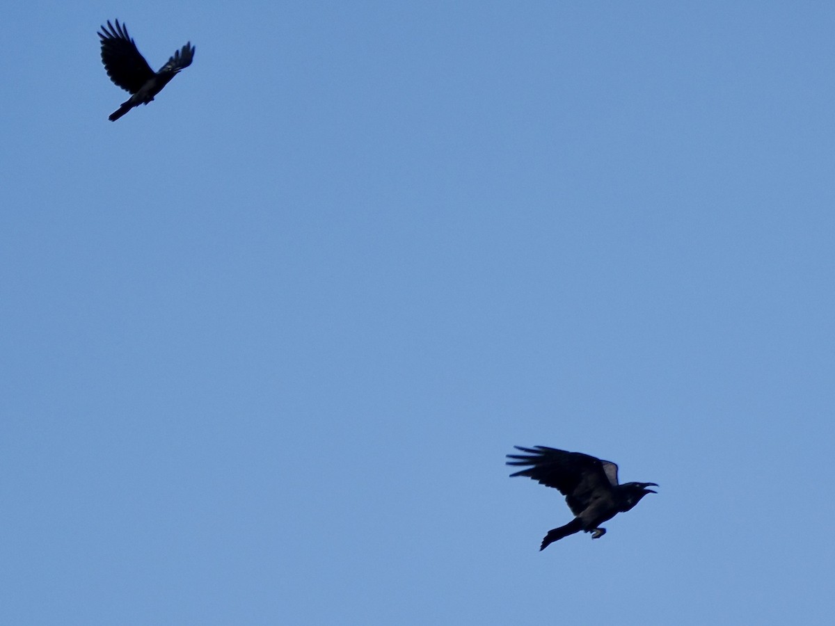 Common Raven - ML646379413