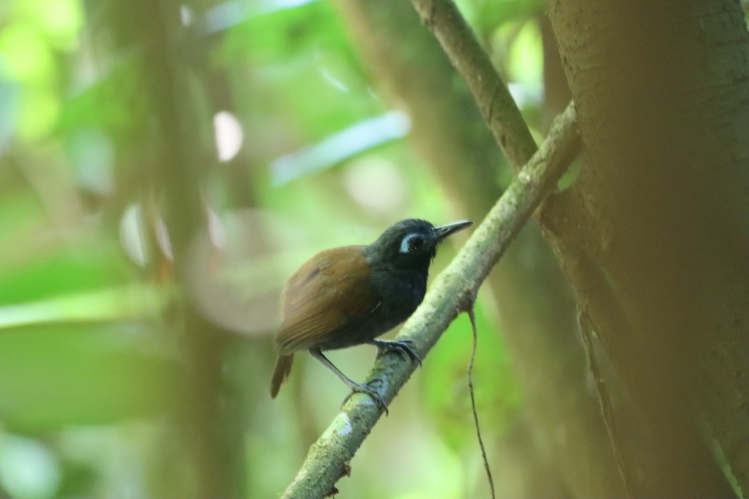 Chestnut-backed Antbird - ML646379414