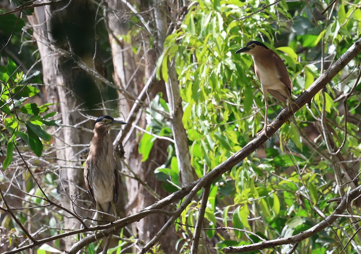 Nankeen Night Heron - ML646379415