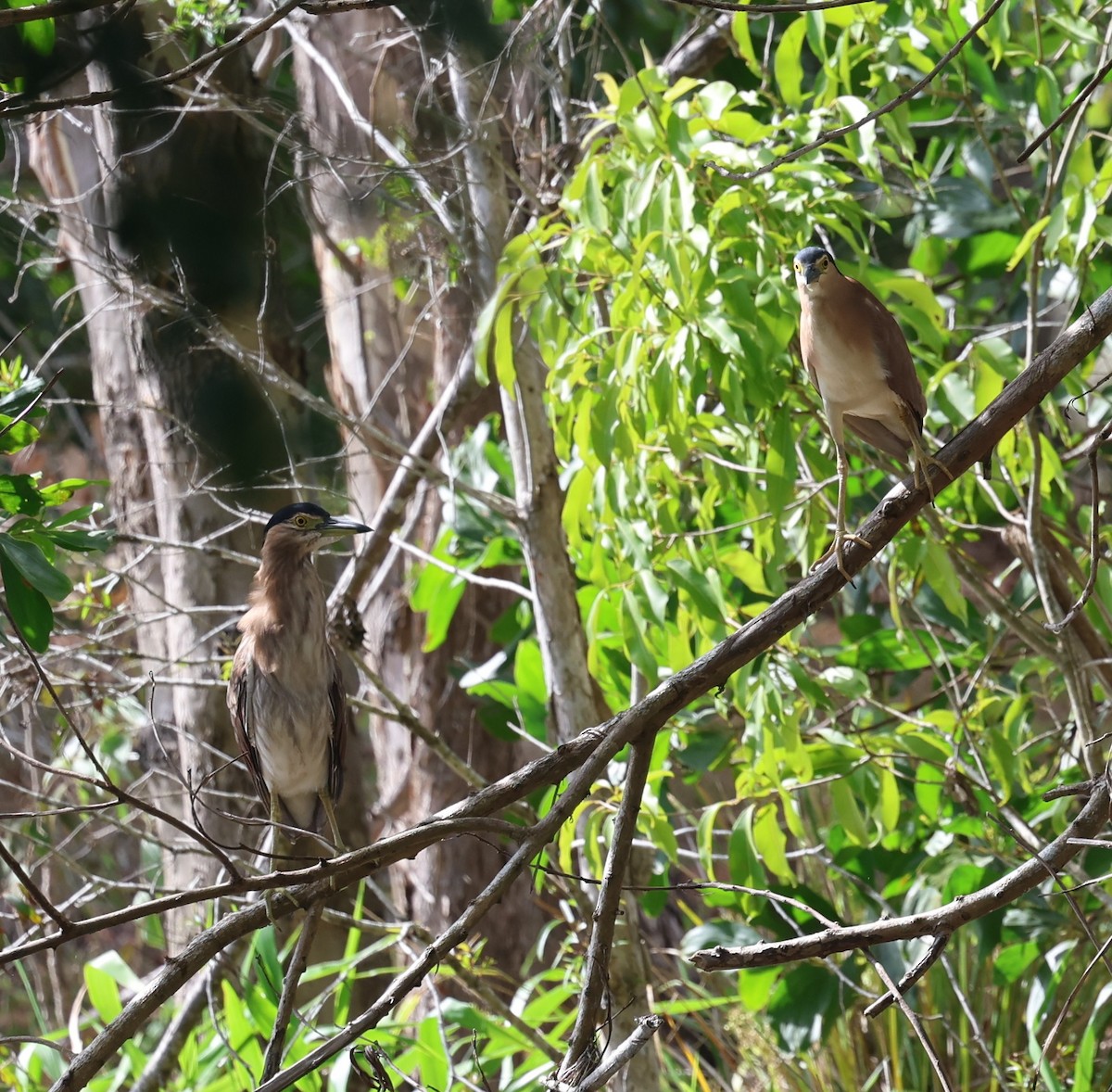 Nankeen Night Heron - ML646379416