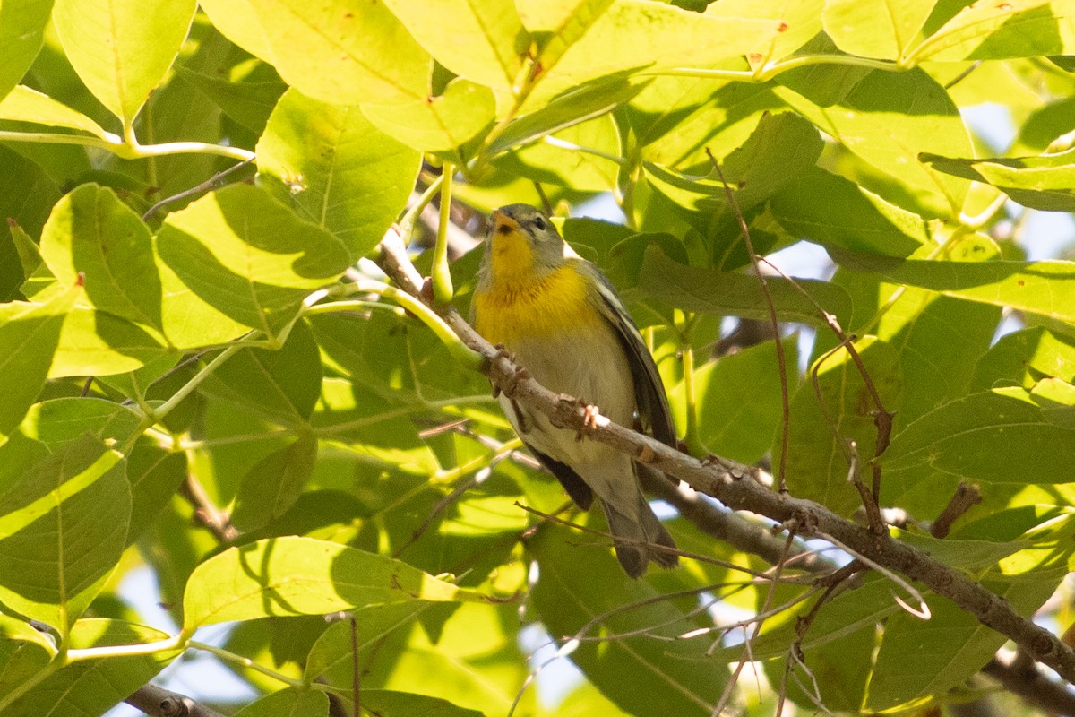Northern Parula - ML646379417