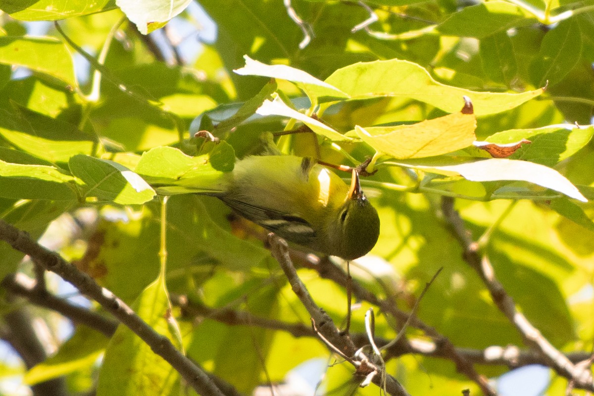Northern Parula - ML646379418
