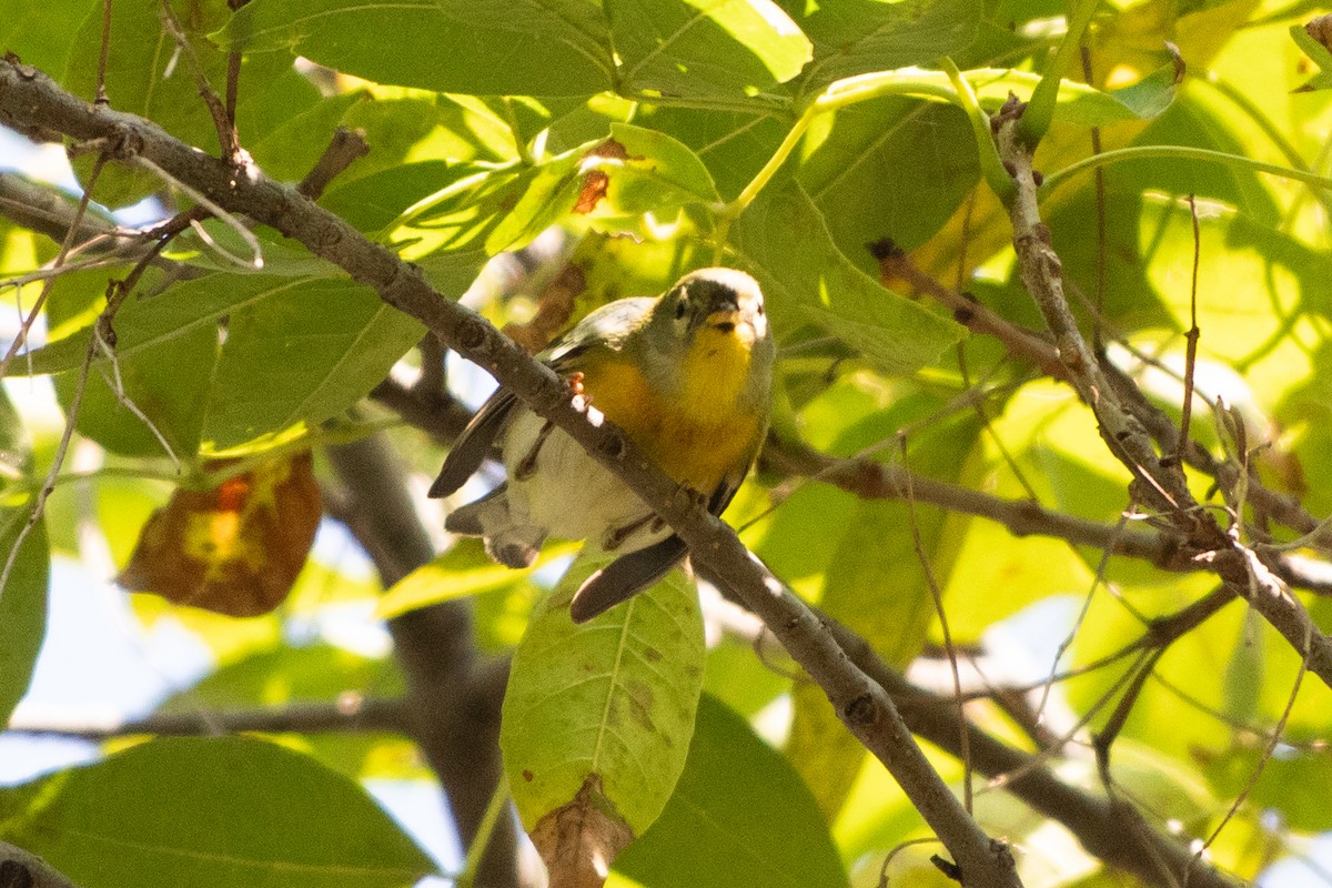 Northern Parula - ML646379419