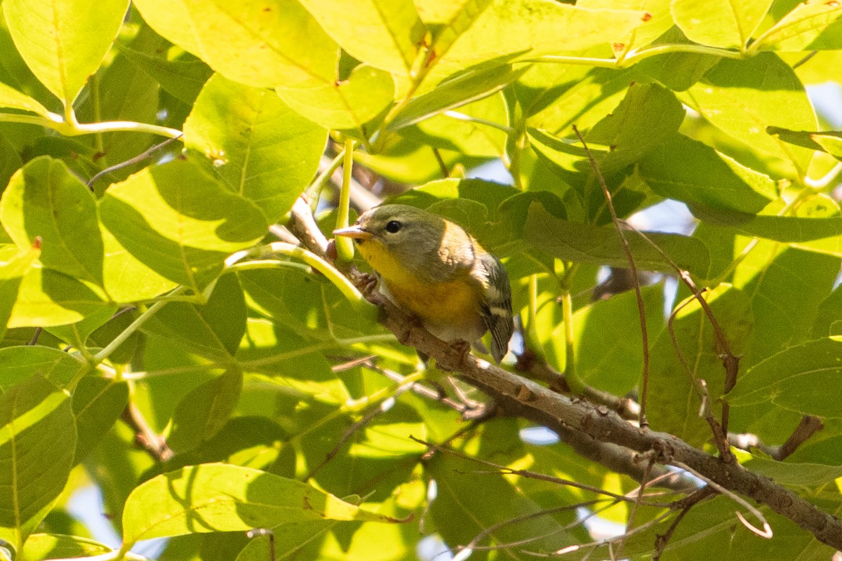 Northern Parula - ML646379420