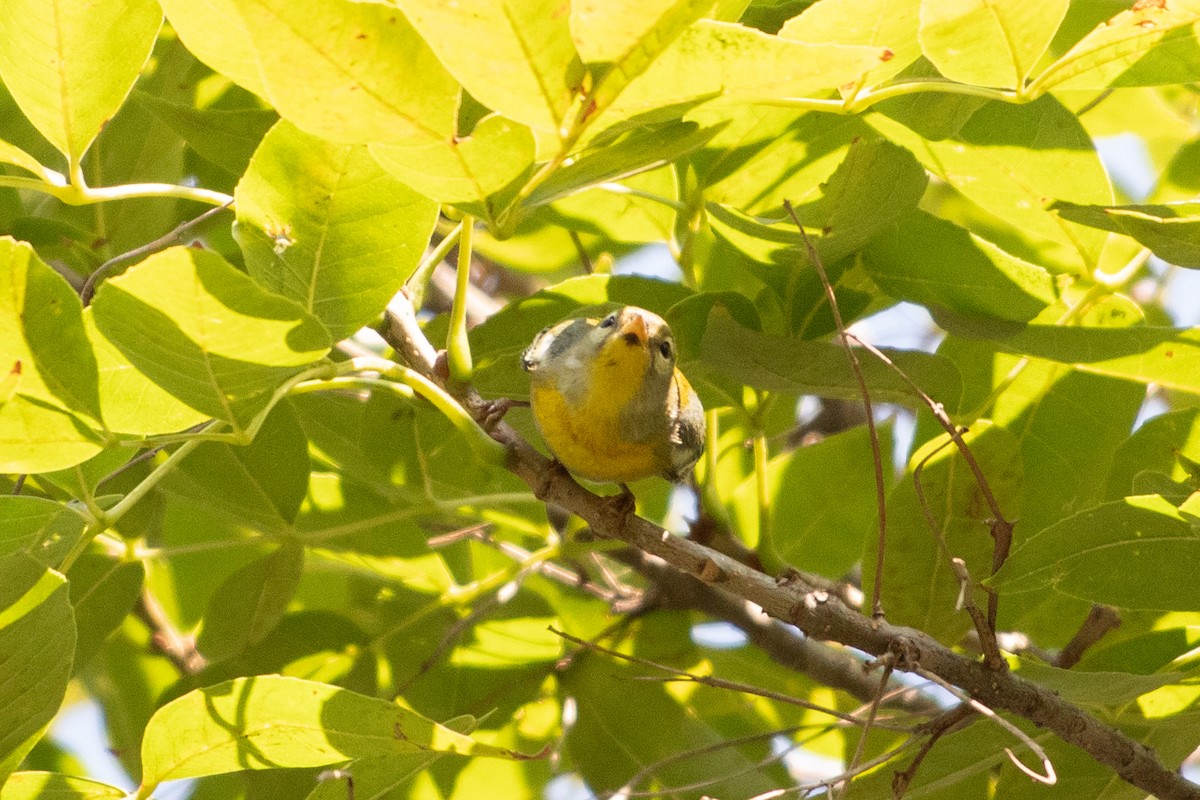 Northern Parula - ML646379421