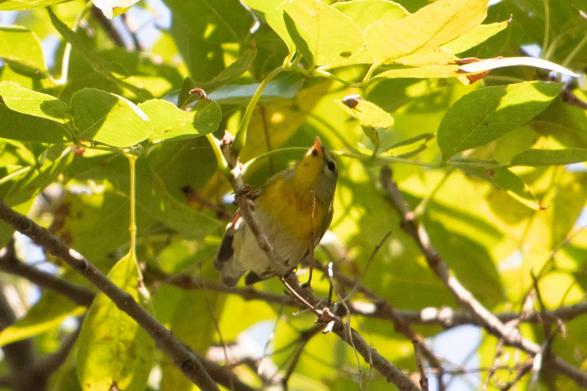 Northern Parula - ML646379422