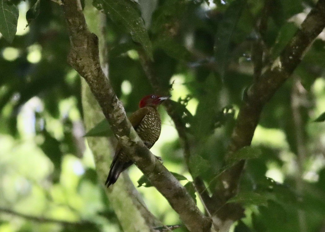 Rufous-winged Woodpecker - ML646379458