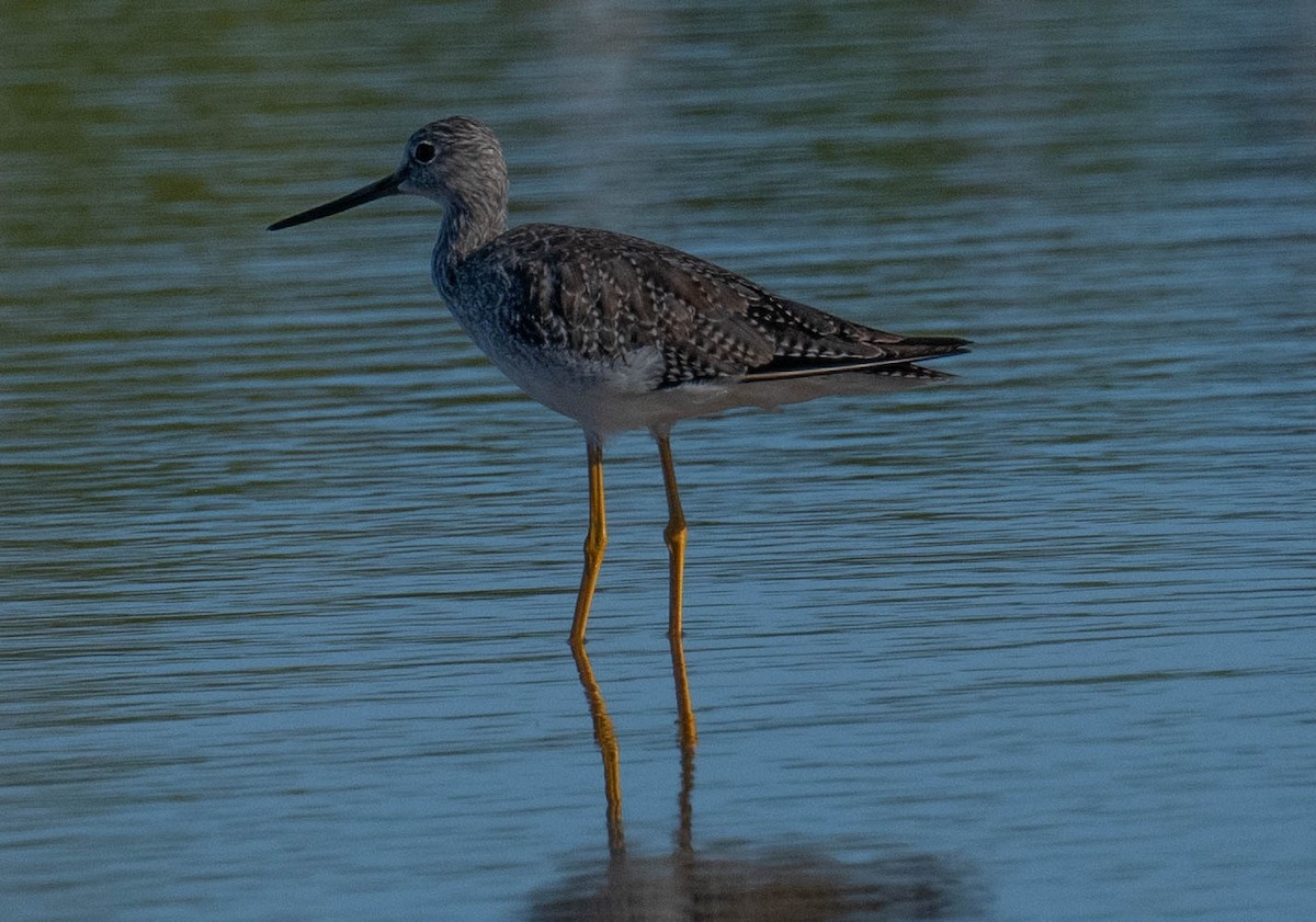 Greater Yellowlegs - ML646379459