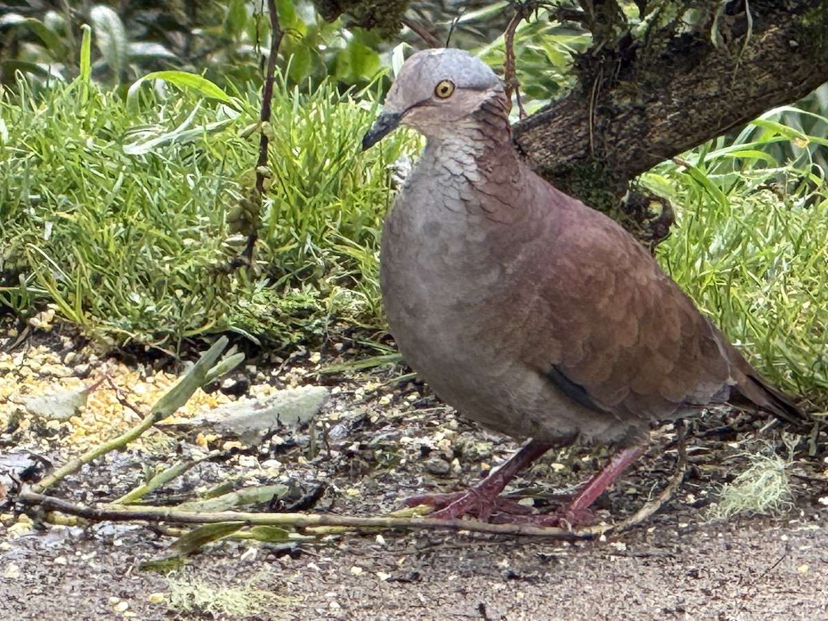 White-throated Quail-Dove - ML646379460