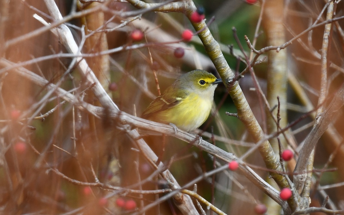 White-eyed Vireo - ML646379462
