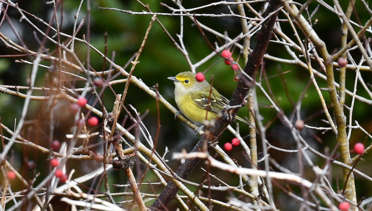 White-eyed Vireo - ML646379463