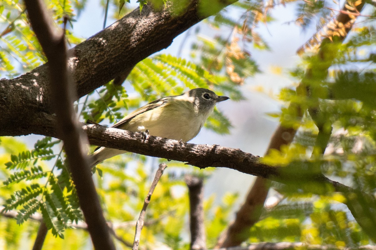 Cassin's Vireo (Cassin's) - ML646379464
