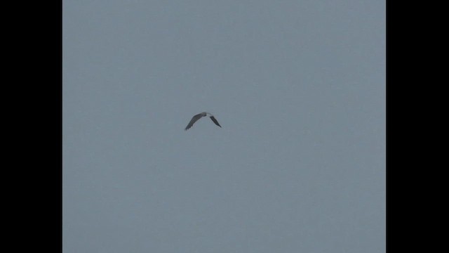 White-tailed Kite - ML646379465