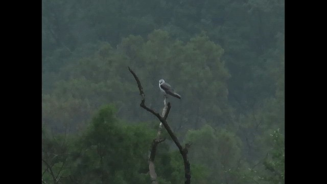 White-tailed Kite - ML646379466