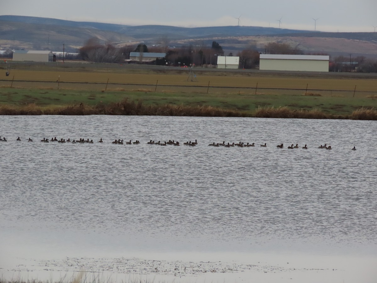 Cackling Goose - ML646379467