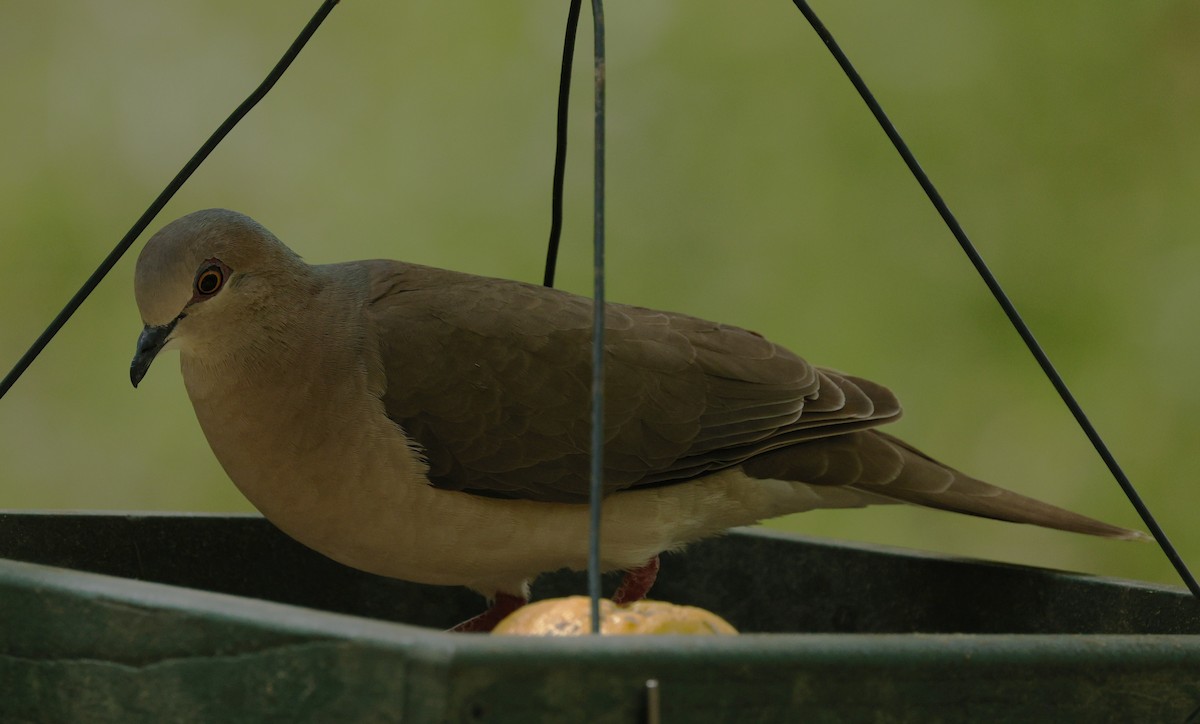 White-tipped Dove - ML646379468
