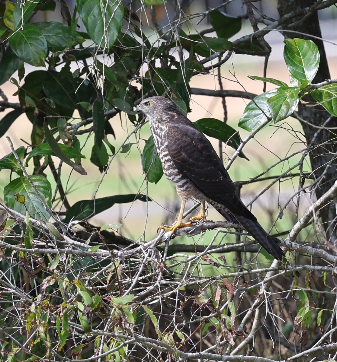 Brown Goshawk - ML646379471