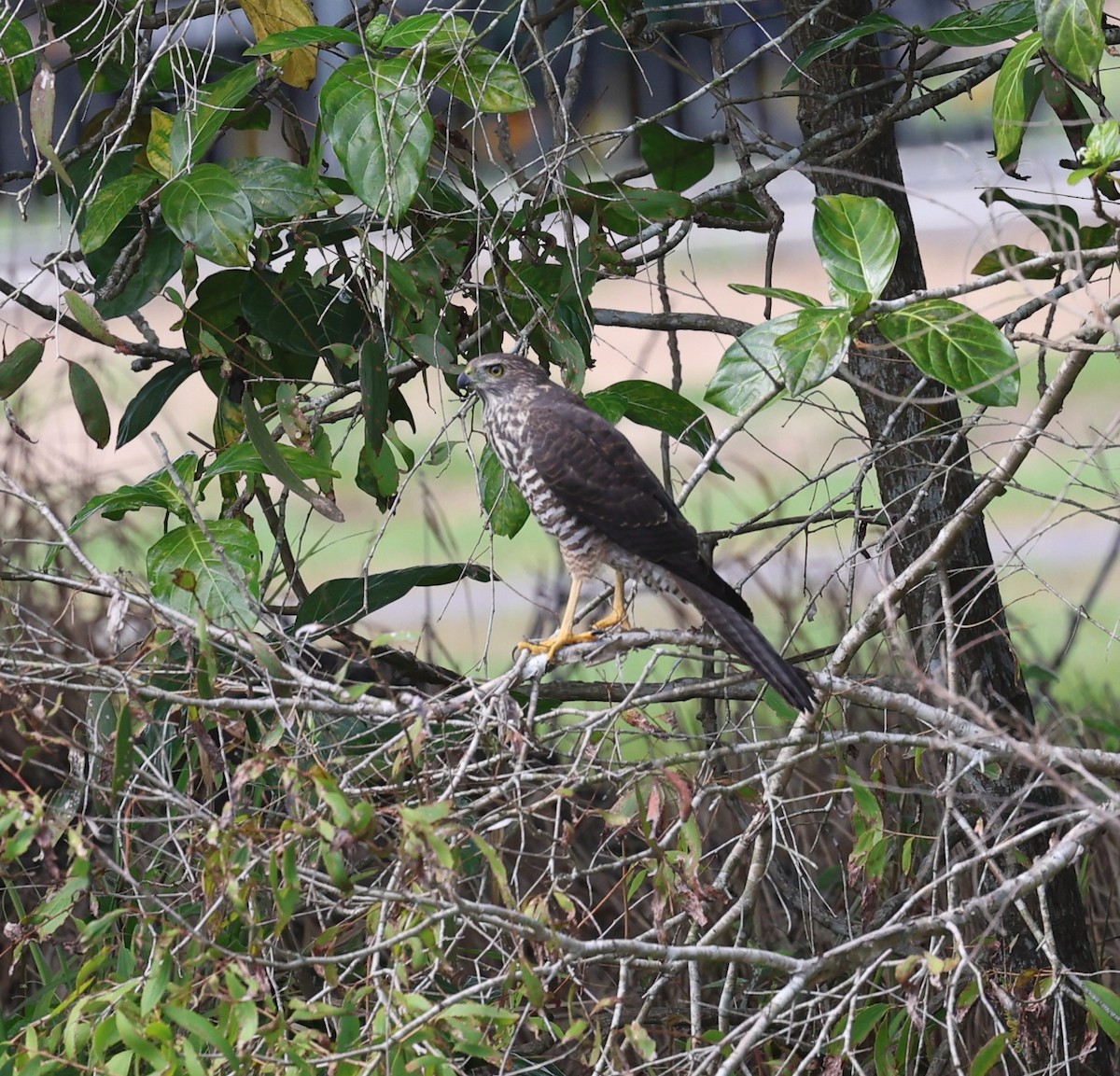 Brown Goshawk - ML646379472