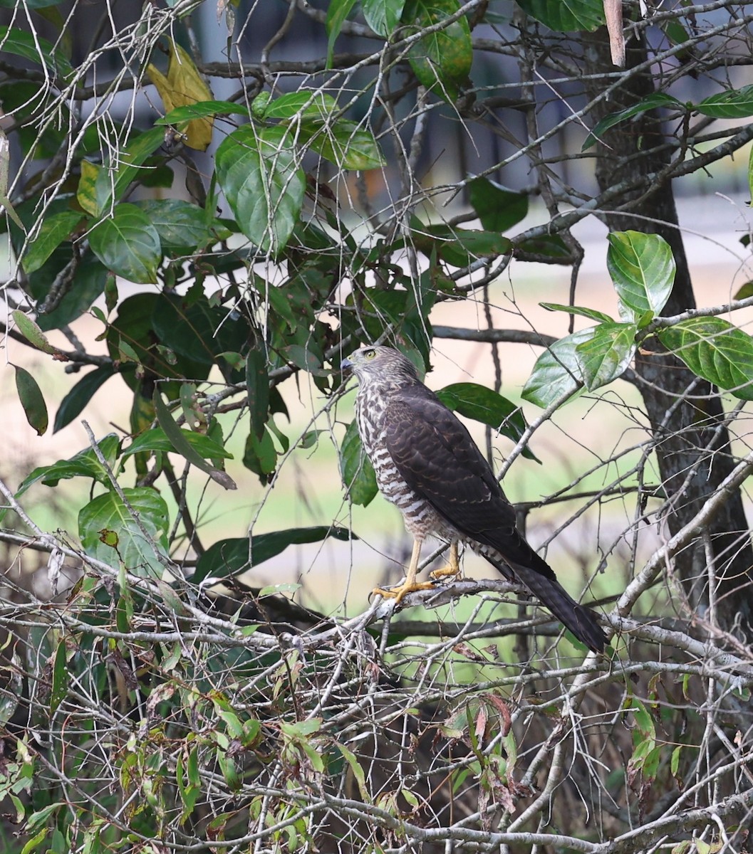 Brown Goshawk - ML646379473