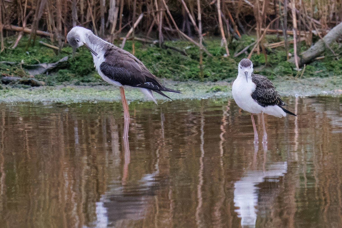 Black-winged Stilt - ML646379474