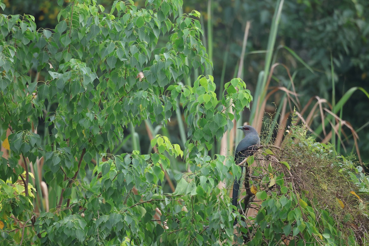 Green-billed Malkoha - ML646379475
