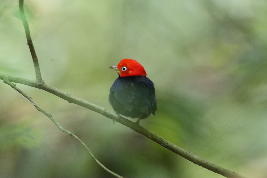 Red-capped Manakin - ML646379476