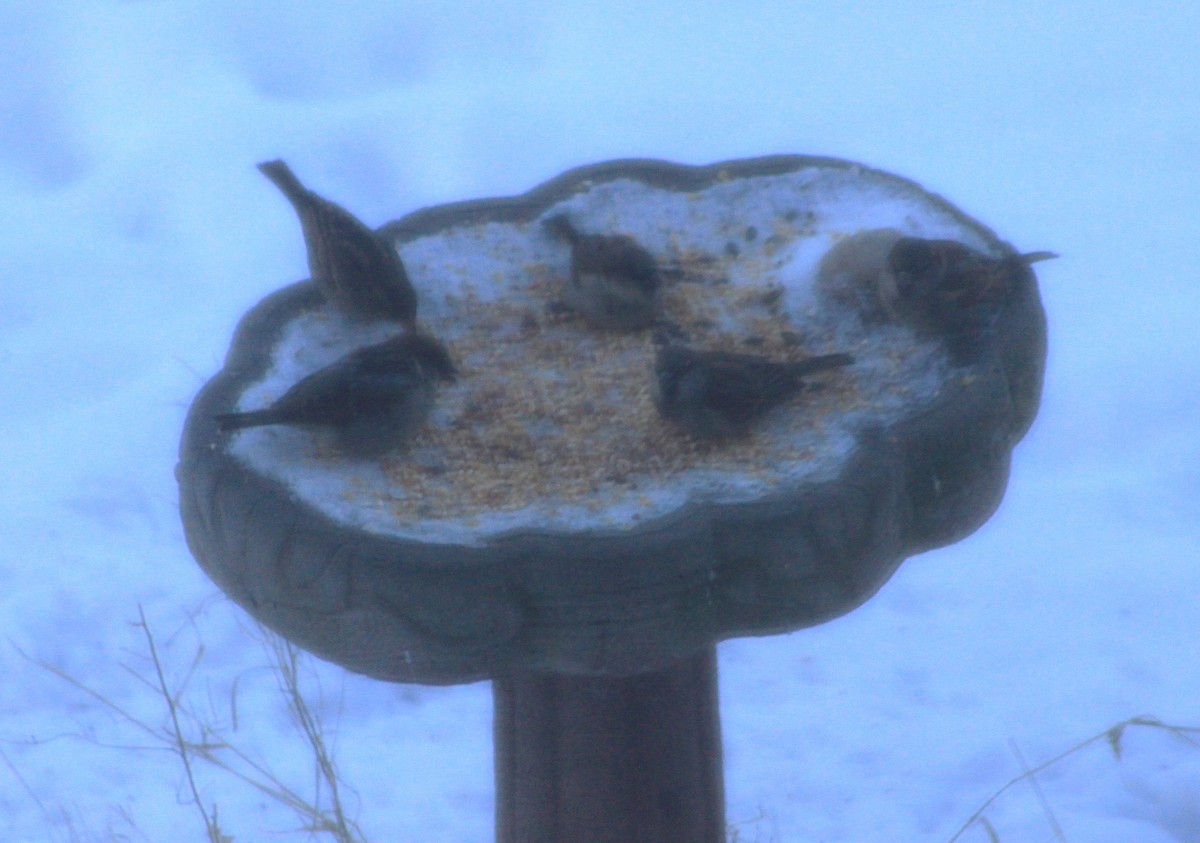 House Sparrow - ML646379478