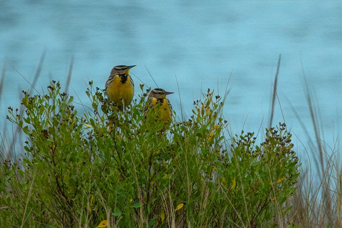 Eastern Meadowlark - ML646379482