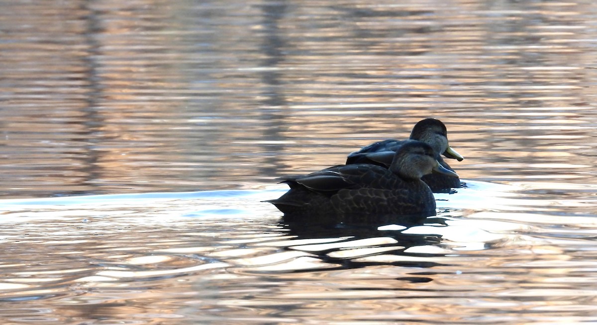 American Black Duck - ML646379483