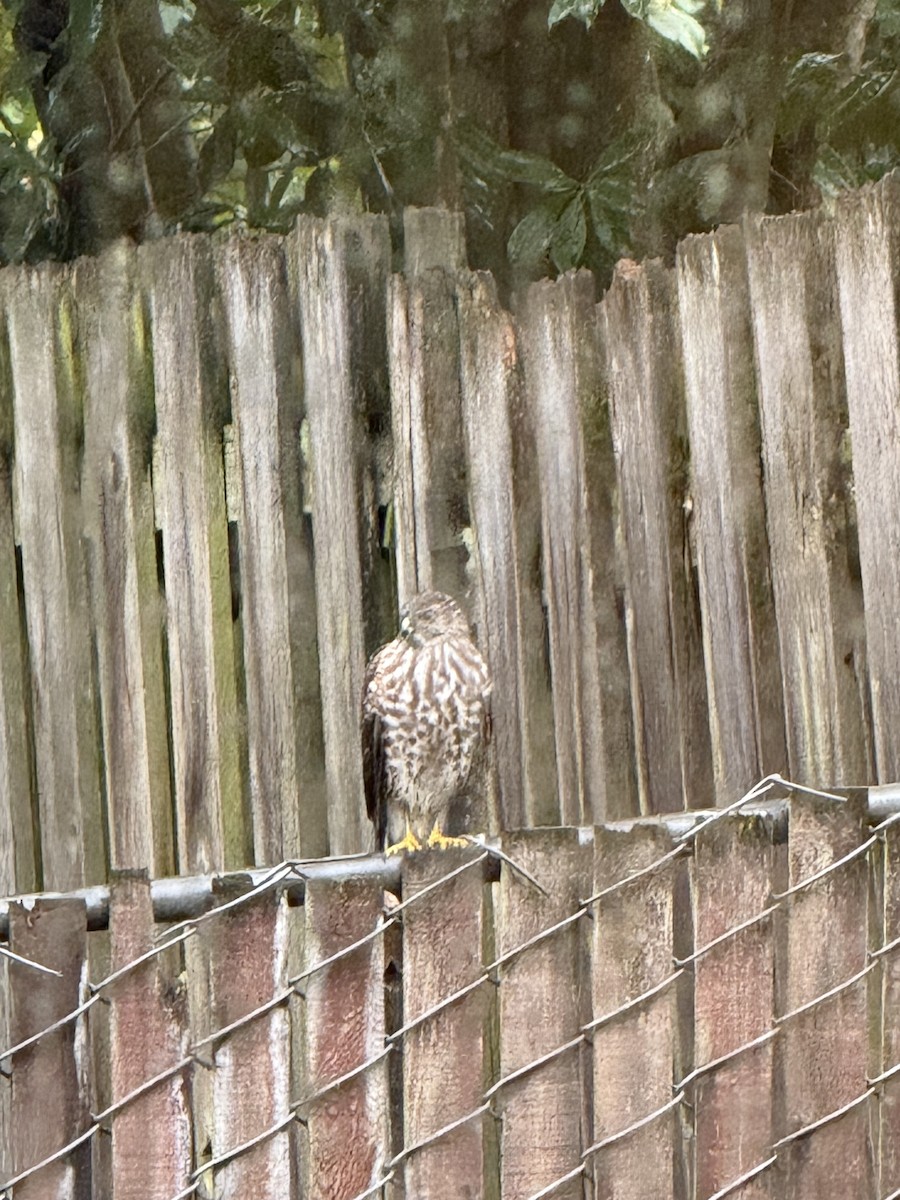 Cooper's Hawk - ML646379484