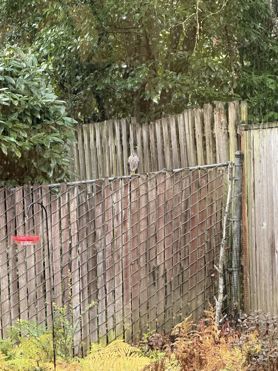 Cooper's Hawk - ML646379485