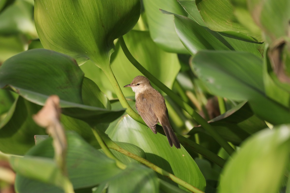 Clamorous Reed Warbler - ML646379487