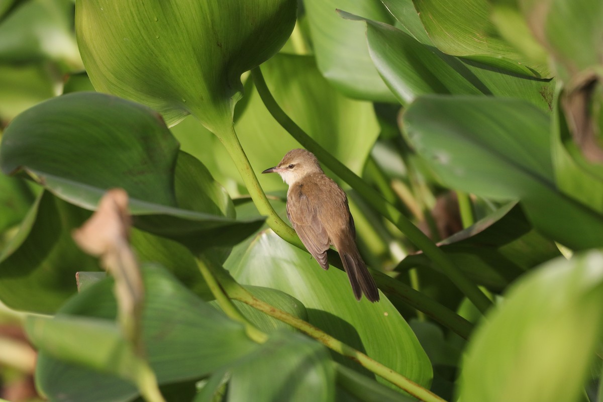 Clamorous Reed Warbler - ML646379488