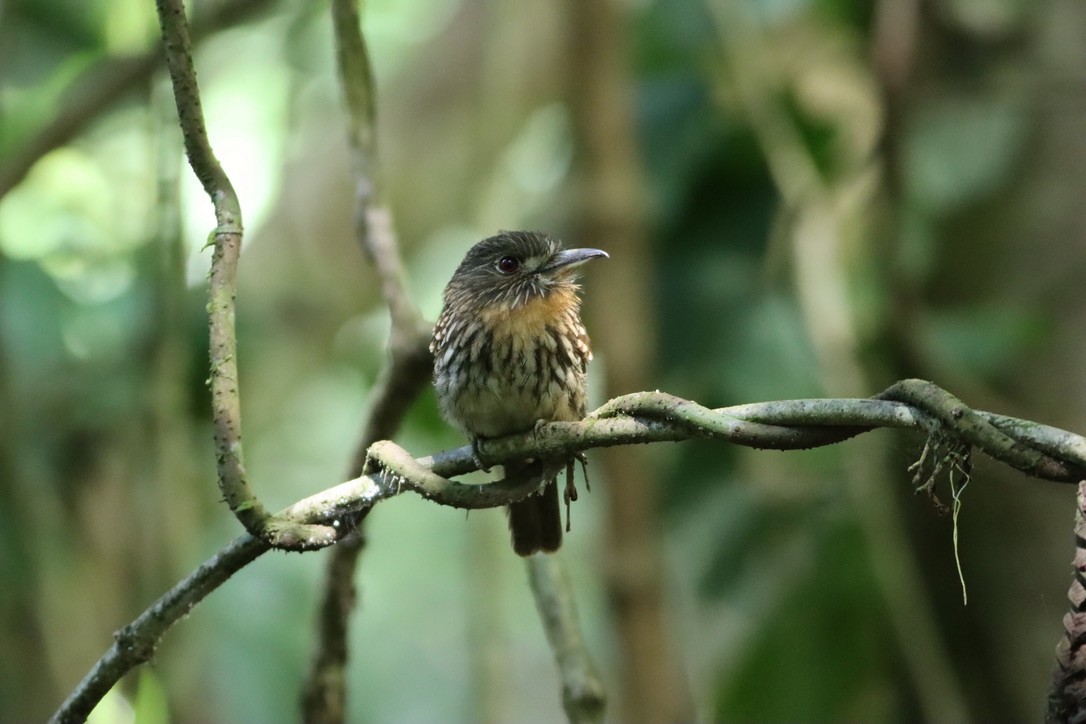 White-whiskered Puffbird - ML646379490