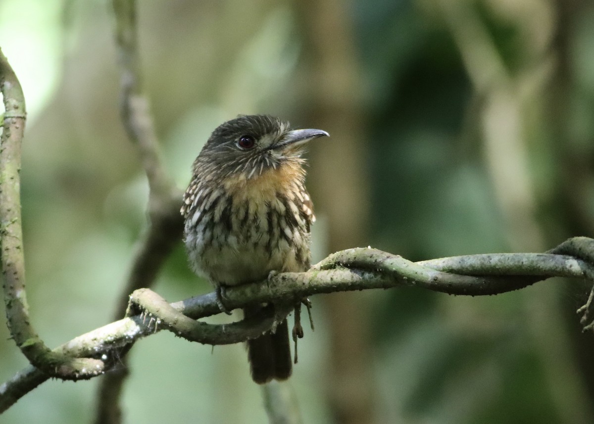 White-whiskered Puffbird - ML646379491