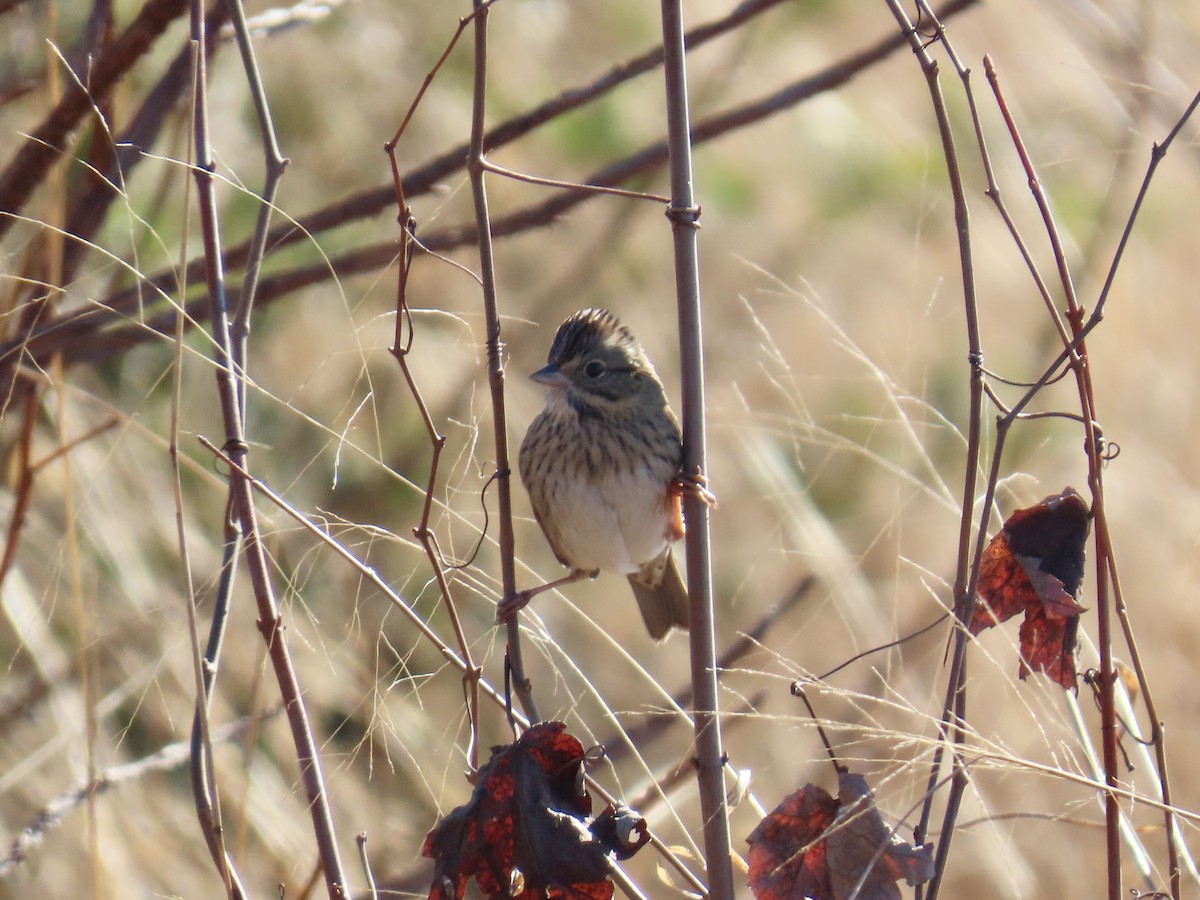 Lincoln's Sparrow - ML646379497