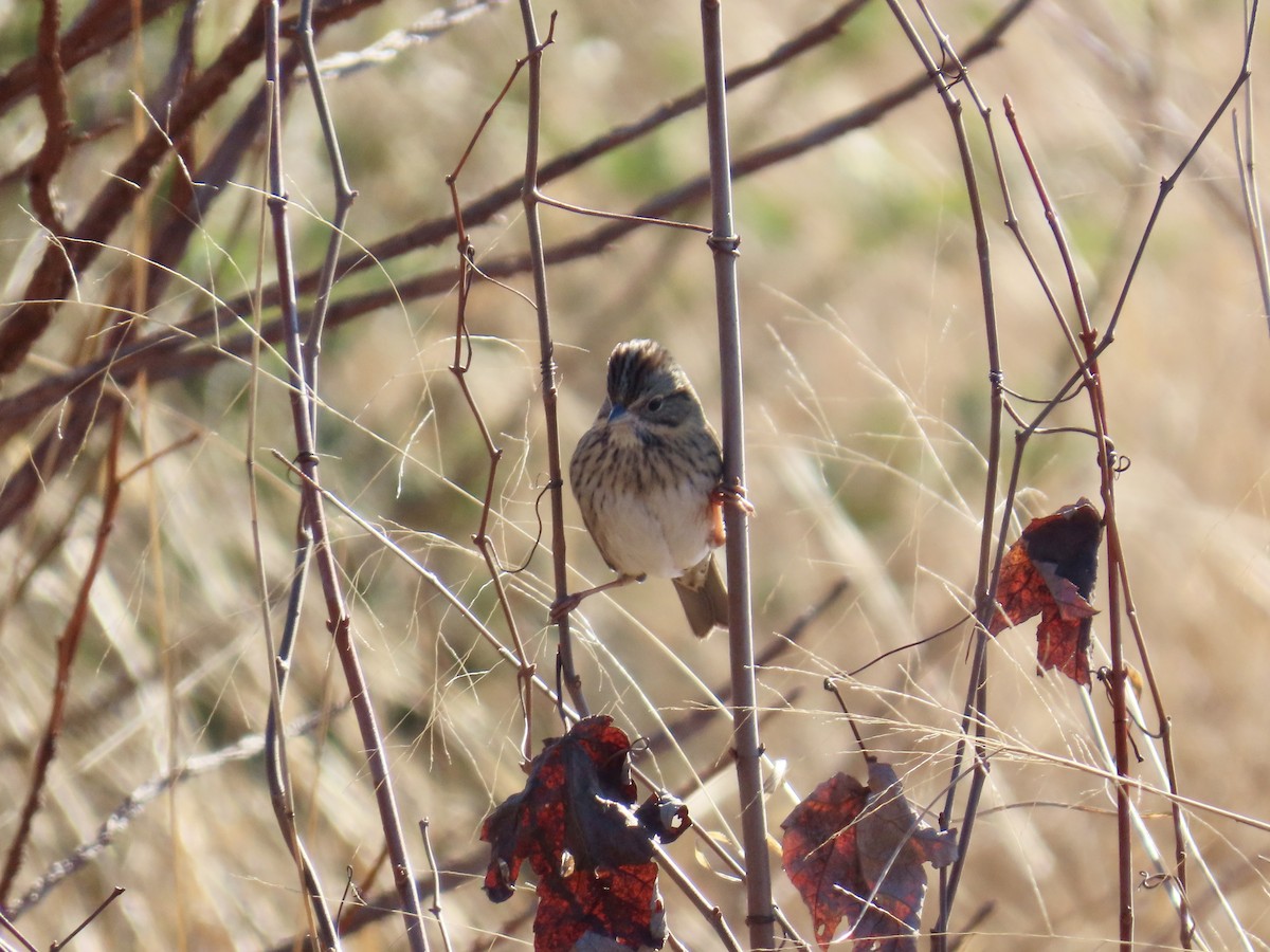 Lincoln's Sparrow - ML646379498