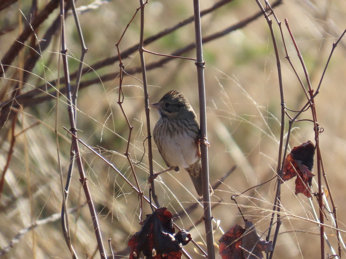 strnadec pruhohlavý - ML646379499