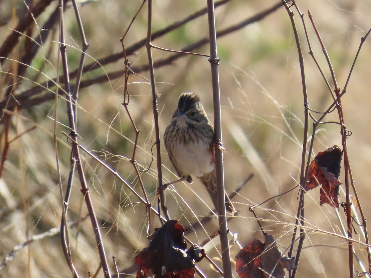 Lincoln's Sparrow - ML646379500