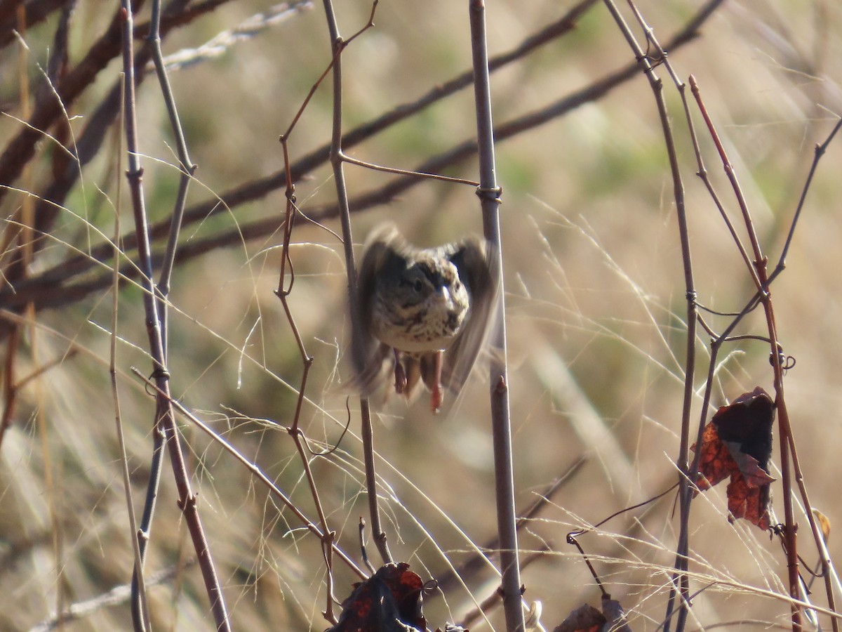Lincoln's Sparrow - ML646379502