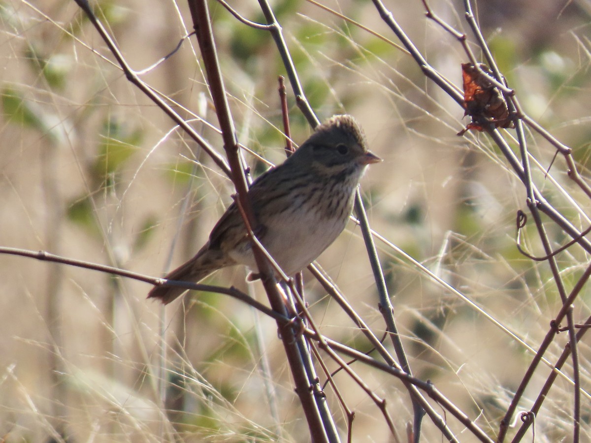 Lincoln's Sparrow - ML646379503