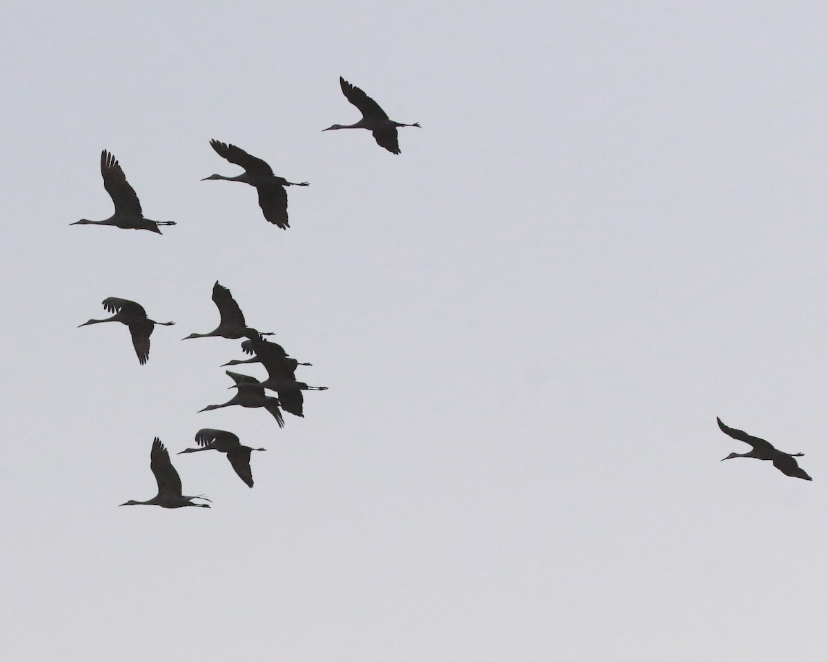 Sandhill Crane - ML646379506