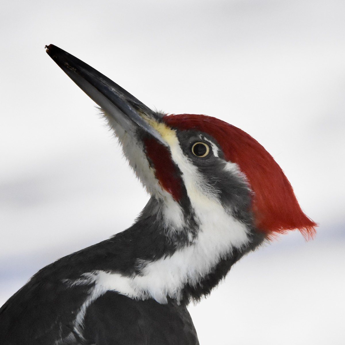 Pileated Woodpecker - ML646379511