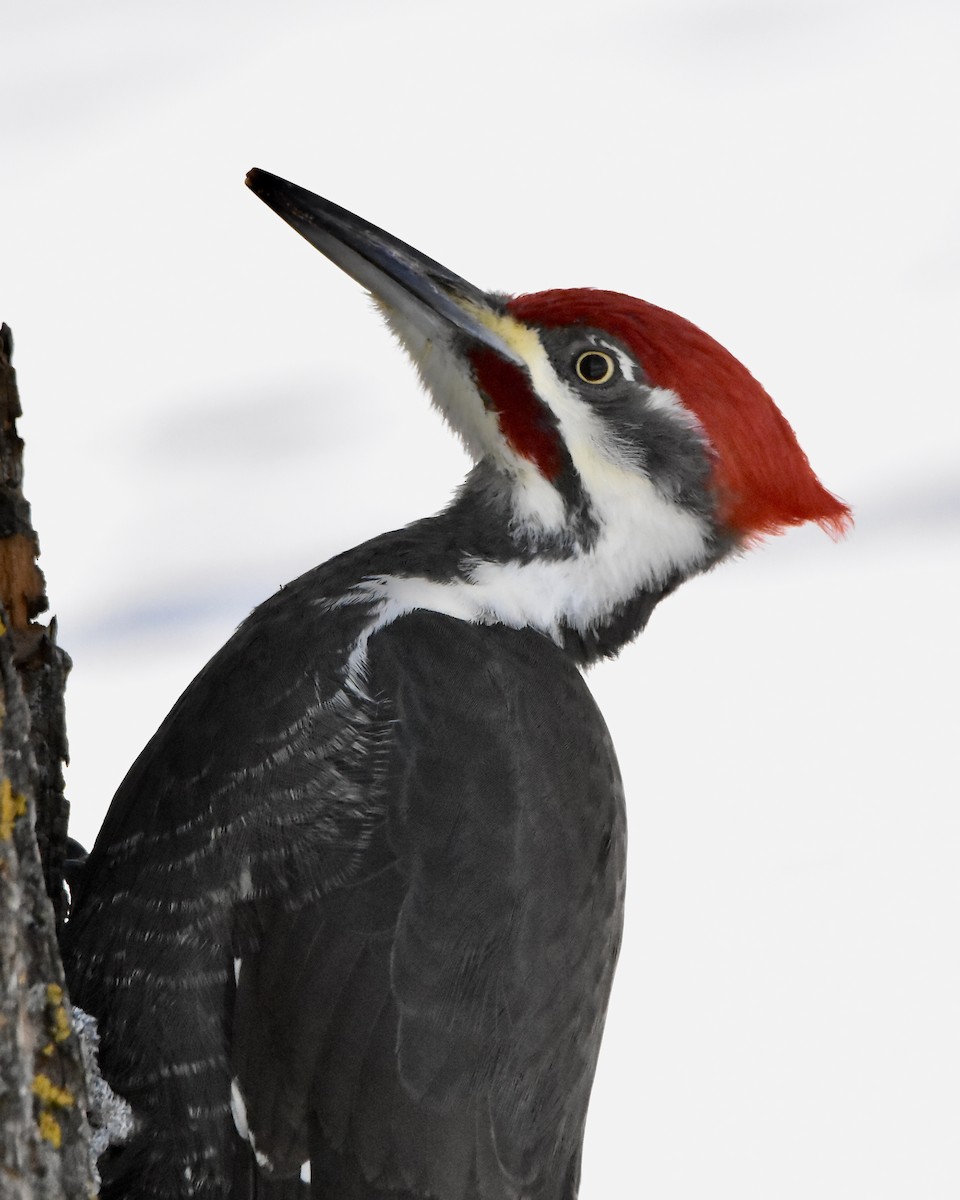 Pileated Woodpecker - ML646379512