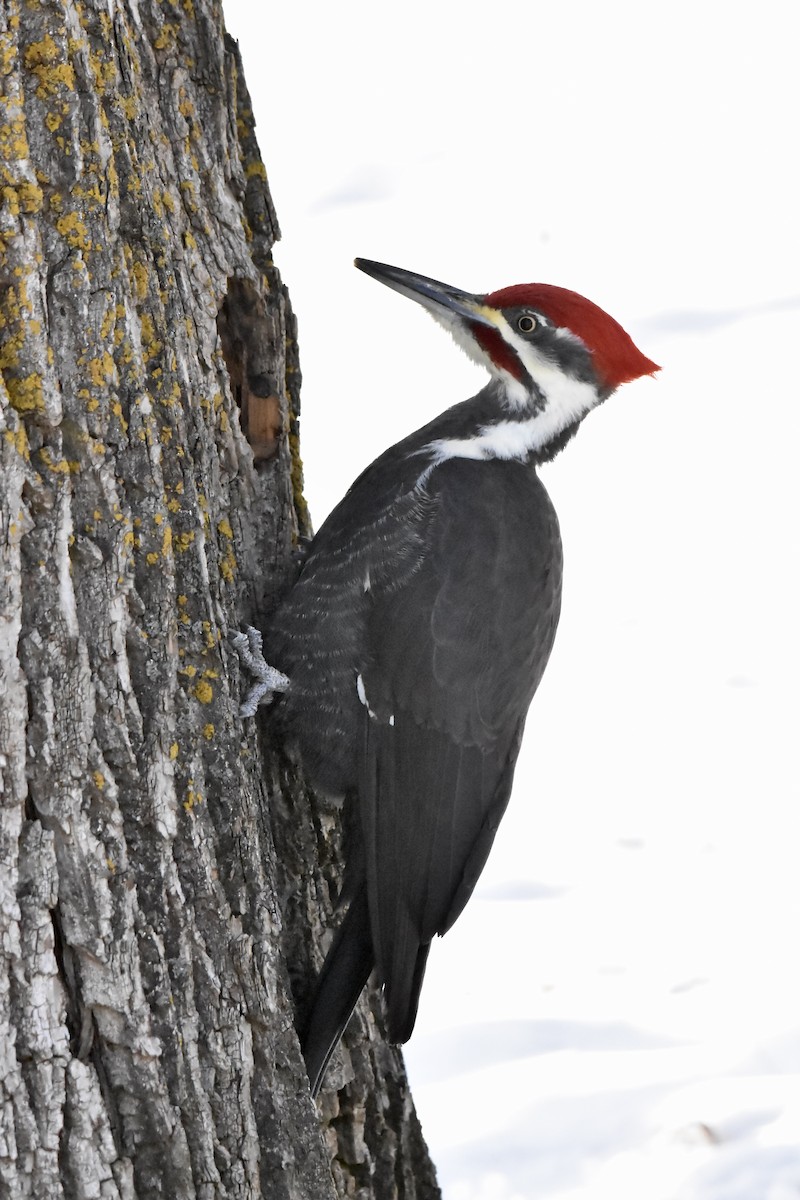 Pileated Woodpecker - ML646379513